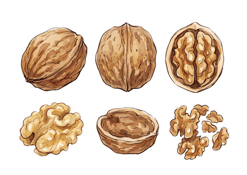 Fresh and Appetizing Walnut Illustration with Glossy Texture／シズル感のある胡桃のイラスト