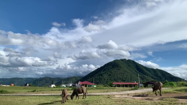 Stock footage of water buffaloes grazing on a grassy meadow near Bukit Tara Bunga, Sumatera Utara, Indonesia, with green mountains and cloudy blue sky in the background. Rural agriculture theme.