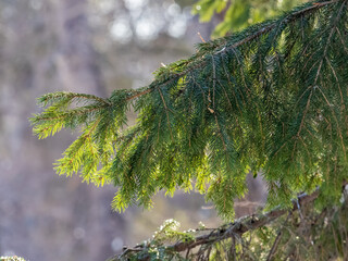 Background of green spruce branches in sunset light © Dmitrii Potashkin