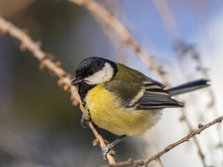 Cute bird Great tit, songbird sitting on a branch without leaves in the autumn or winter. © Dmitrii Potashkin