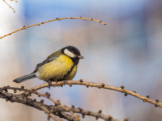 Cute bird Great tit, songbird sitting on a branch without leaves in the autumn or winter. © Dmitrii Potashkin