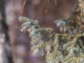 Background of green spruce branches in sunset light © Dmitrii Potashkin