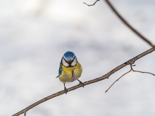 Cute bird, Eurasian blue tit, songbird sitting on a branch without leaves in the autumn or winter © Dmitrii Potashkin