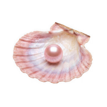 A beautiful pink pearl resting inside an open scallop shell isolated on transparent background