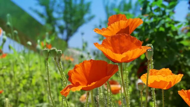 Vibrant orange poppy flowers swaying gently in a sunlit meadow with green foliage and blue sky background