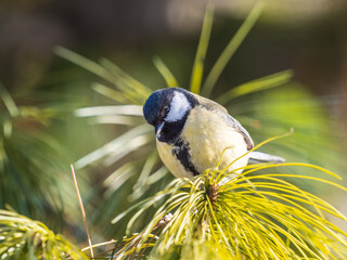 Cute bird Great tit, songbird sitting on the fir branch © Dmitrii Potashkin