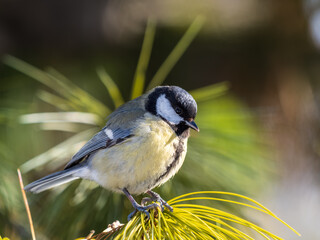 Cute bird Great tit, songbird sitting on the fir branch © Dmitrii Potashkin