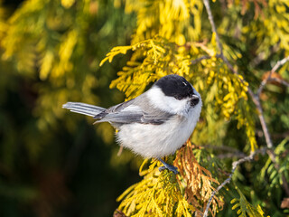 Cute bird the willow tit, song bird sitting on a branch without leaves in the winter. © Dmitrii Potashkin