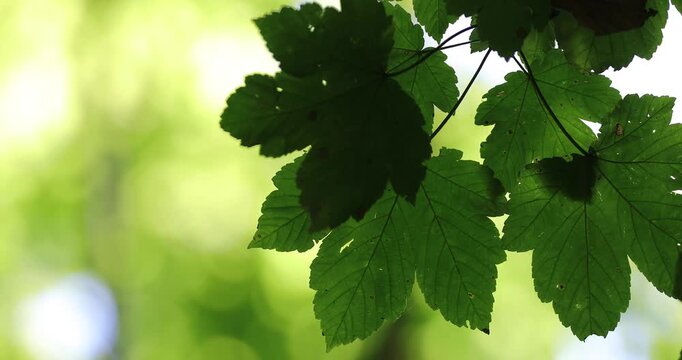 Sycamore maple leaves in the summer sunlight in the forest. Blurred bokeh copy space.