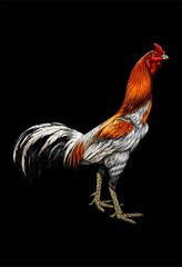 VECTOR ART ROOSTER  © Burrock_studio