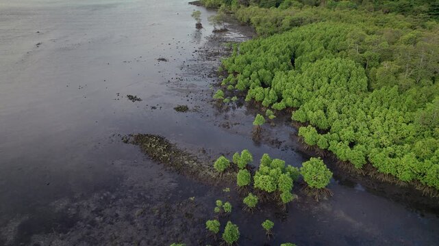 Aerial view of a mangrove forest along the intertidal coast of Weh Island, Aceh, Indonesia, exposed at low tide.