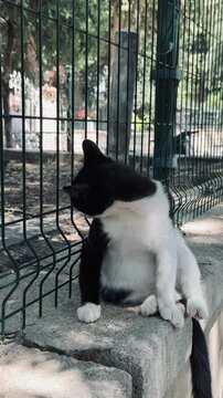 Istanbul cat with unique black sleeve coat pattern on one front paw sitting near park fence, cute tuxedo stray pet with funny asynchronous coloration relaxing outdoor, vertical video footage.
