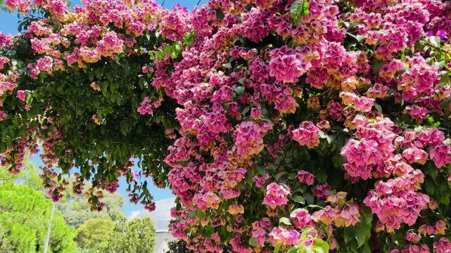 Bougainvillea pink flowers blooming on green bush branches under clear blue sky, beautiful magenta paper flower bush in tropical garden during sunny summer day in vertical video footage format.