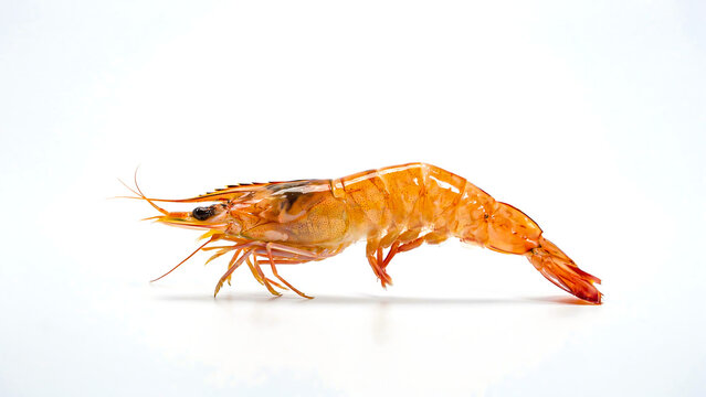 Fresh orange shrimp isolated on white background