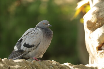 Fototapeta premium Rock pigeon perched on a sunlit branch in a public park