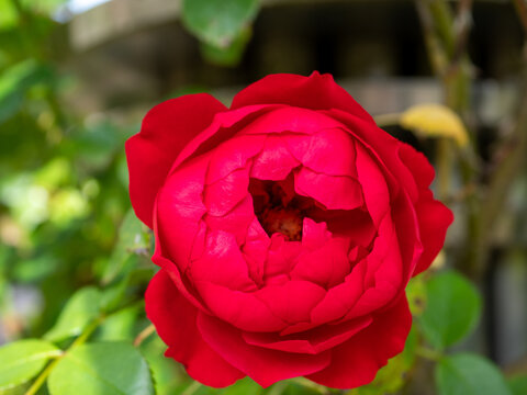 Close-up of a vivid red garden rose (Rosa) in bloom, showing densely layered petals and a partially open center against soft green foliage and a blurred natural background.