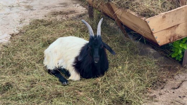 Black and White Goat with Horns Lying Down on Dry Grass in a Farm Barn