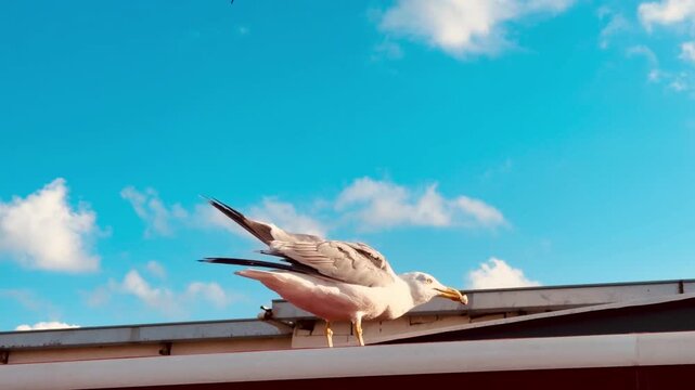Hungry white seagull sitting on a rooftop edge in Istanbul, waiting for food from tourists against the vibrant blue sky and fluffy clouds, showing authentic wildlife behavior in Turkey resort.