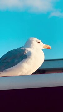 Hungry white seagull sitting on a rooftop edge in Istanbul, waiting for food from tourists against the vibrant blue sky and fluffy clouds, showing authentic wildlife behavior in Turkey resort.