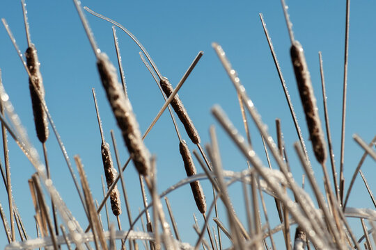 Ice-Covered Cattail Seed Heads Against Blue Winter Sky

Cattail (Typha) seed heads and dry stems coated in ice against a clear blue sky, showing wetland vegetation in winter.
