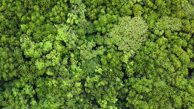 Aerial View of Dense Tropical Rainforest Canopy in Palau