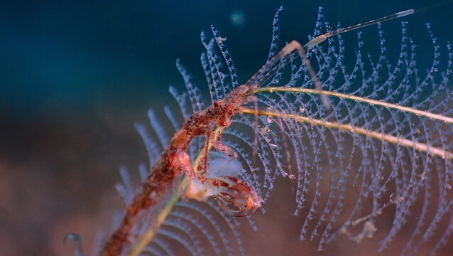skeleton shrimp 