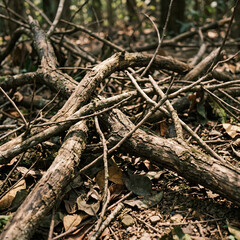 Fototapeta premium Intertwined Tree Branches on Forest Floor.