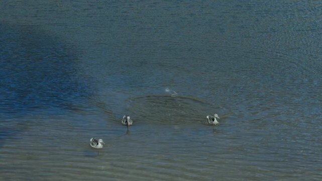 Waterfowl search beneath open water, with diving ducks producing bright splashes and circular ripples. Wild birds continue aquatic feeding across calm natural lake surface while swimming and floating.