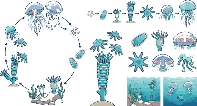 Jellyfish Life Cycle Infographic Vector Element Set with Scyphozoa Reproduction Stages from Planula Larva, Polyp, and Strobila to Adult Medusa Marine Biology Diagram