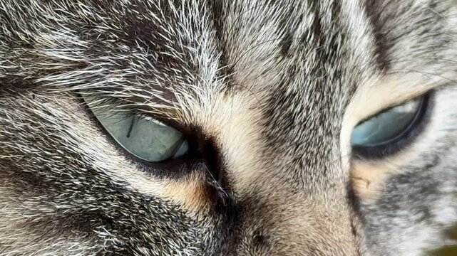 Cat eyes macro domestic tabby feline staring closely while relaxing and looking around in this detailed high resolution close up wildlife footage