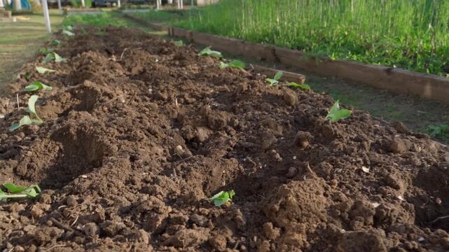 Female hand placing cabbage seedlings into holes in garden bed preparing for planting