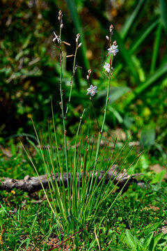 R&ouml;hriger Affodill // Hollow-stemmed asphodel (Asphodelus fistulosus) - Nationalpark Coto de Do&ntilde;ana, Spanien