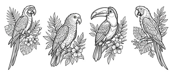 Fototapeta premium Tropical Birds Collection Isolated Line Art