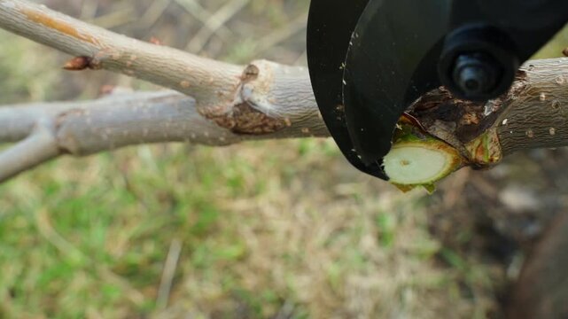Electric pruner cutting tree branch close-up in slow motion