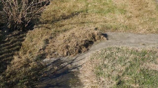 Pile of raked dead grass on lawn beside garden path