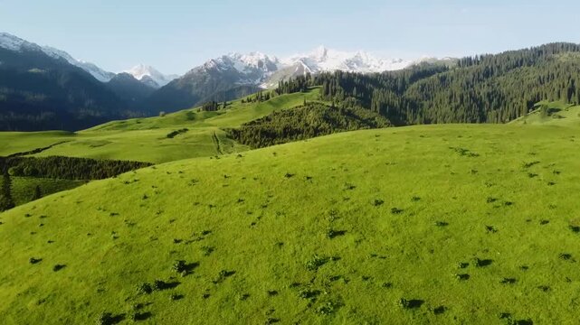 Aerial drone view of lush green grassland rolling hills with snow-capped mountains and coniferous forests in Xinjiang Ili region