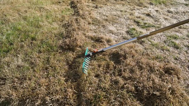 Raking dry dead grass from lawn with fan rake close-up