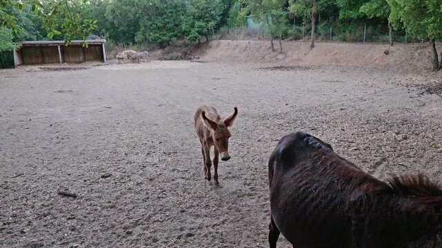 Adorable young brown donkey foal walking towards its mother inside a dusty pen. The scene captures a tender moment of farm life outdoors