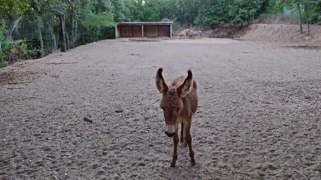 Young brown donkey walking towards the camera in a dusty paddock. The cute foal with big ears is looking curiously at the lens on a farm