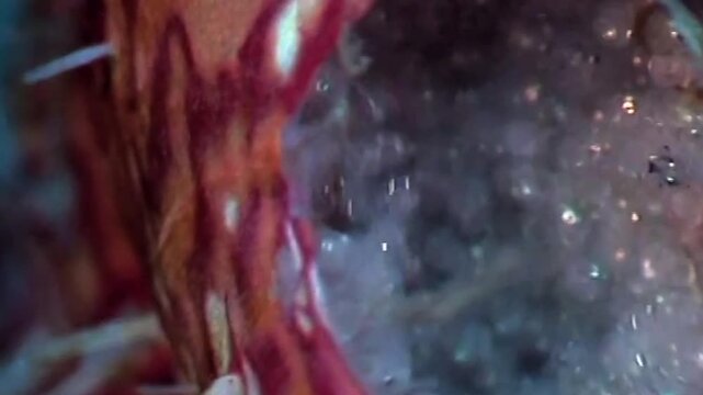 A close up shot of eggs inside a pouch of a harlequin ghost pipefish, while the pipefish is ventilating the pouch for oxygen