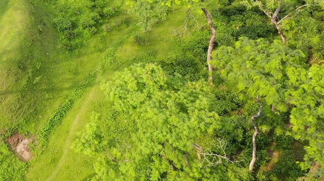 Green tea plant bushes interplanted with shade trees and narrow walking paths at a tropical tea garden estate in Sreemangal, Sylhet, Bangladesh.