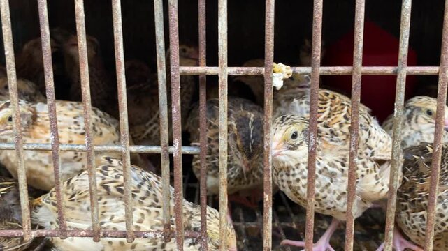 Small quail birds packed inside rusty metal wire cages at a local poultry farm or livestock market in Bangladesh, highlighting captive bird farming and animal husbandry.