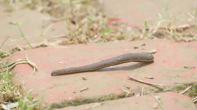 Dark leech crawling slowly across damp, mossy brick paving surrounded by grass on the ground in a humid rural village setting in monsoon season, Bangladesh.