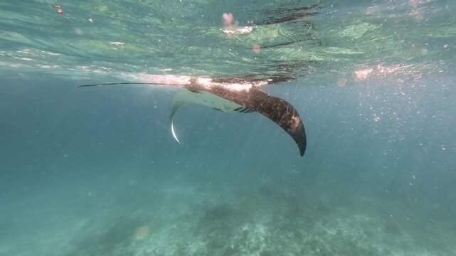 A manta ray turns just below the sunlit surface in the Maldives, revealing its white underside and gill slits as its long tail trails above the seabed.