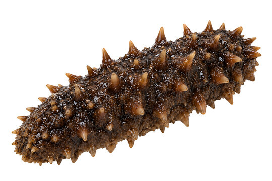 sea cucumber marine seafood fresh