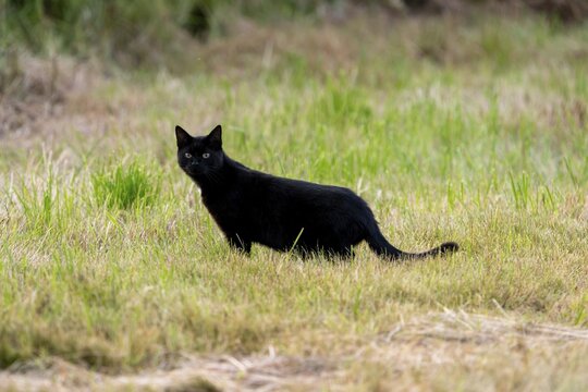 House cat, black, running across the meadow, Vulkaneifel, Rhineland-Palatinate, Germany
