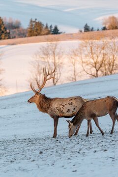 An Altai maral stag and a female (Cervus canadensis sibiricus) stand in the early morning light on a snow-covered meadow in hilly terrain. Southern Siberia, northwestern Mongolia, northern Xinjiang province of China