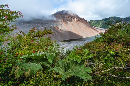 View into the caldera with a lake and a giant gunnera (Gunnera) at the crater of the Chait&eacute;n volcano, Pumalin National Park, Los Lagos, Patagonia Verde, Chile