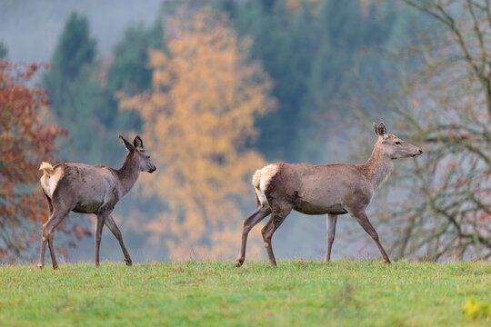 Two female Altai marals (Cervus canadensis sibiricus) runs across a green meadow at the edge of an autumnal-colored forest. Southern Siberia, northwestern Mongolia, northern Xinjiang province of China
