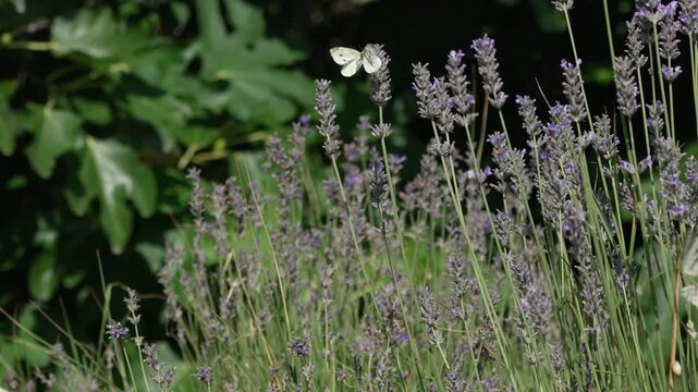 White butterflies pollinate purple lavender flowers in a sunny garden. Steady close-up shot of blooming blossoms.